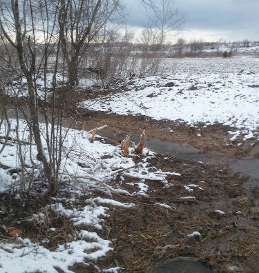 Berlin Fen State Natural Area Reviews and Ratings